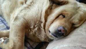 Stojí za to znepokojující, pokud pes snají ve snu